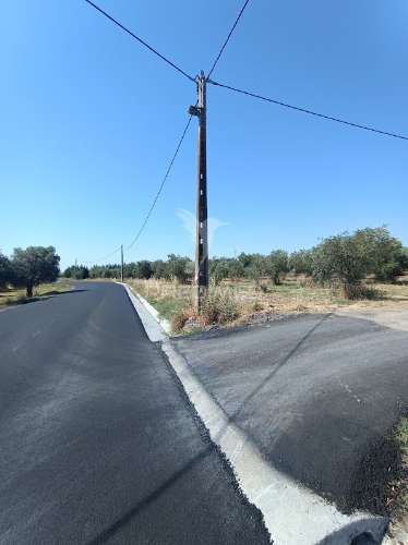 Terreno com olival tradicional – 11.250 m² | estrada da figueira, campo maior