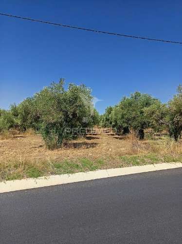 Terreno com olival tradicional – 11.250 m² | estrada da figueira, campo maior