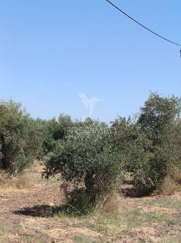 Terreno com olival tradicional – 11.250 m² | estrada da figueira, campo maior