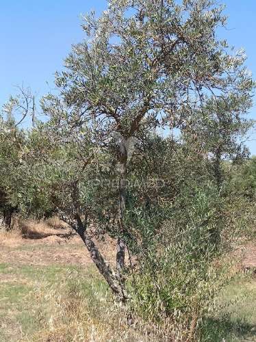 Terreno com olival tradicional – 11.250 m² | estrada da figueira, campo maior