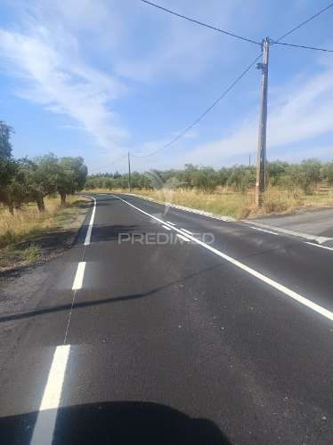 Terreno com olival tradicional – 11.250 m² | estrada da figueira, campo maior