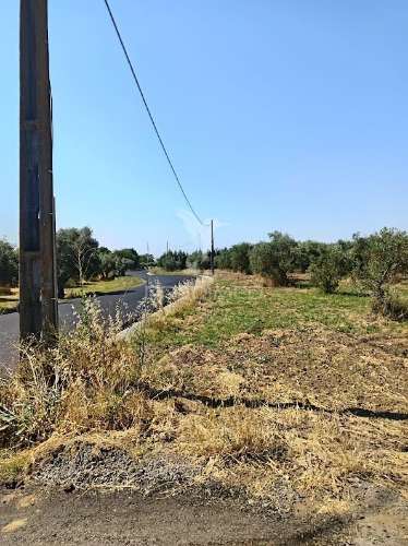 Terreno com olival tradicional – 11.250 m² | estrada da figueira, campo maior