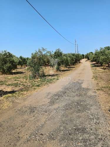 Terreno com olival tradicional – 11.250 m² | estrada da figueira, campo maior