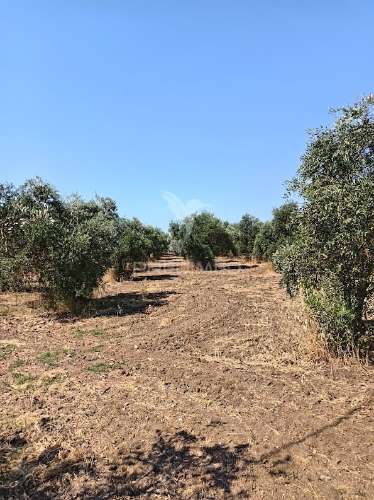 Terreno com olival tradicional – 11.250 m² | estrada da figueira, campo maior