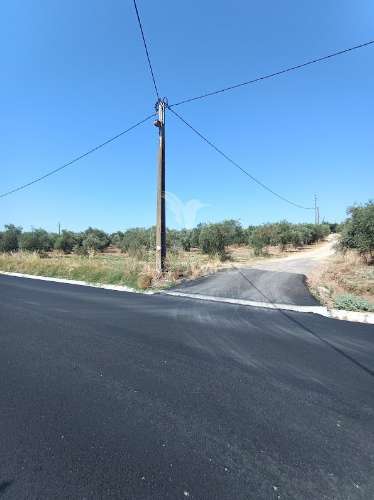 Terreno com olival tradicional – 11.250 m² | estrada da figueira, campo maior