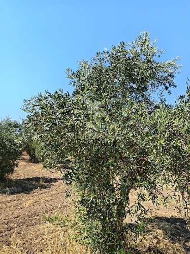 Terreno com olival tradicional – 11.250 m² | estrada da figueira, campo maior