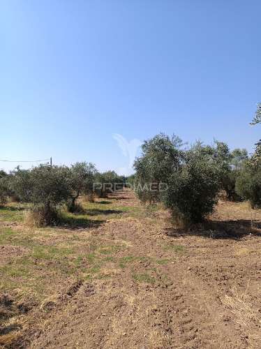 Terreno com olival tradicional – 11.250 m² | estrada da figueira, campo maior