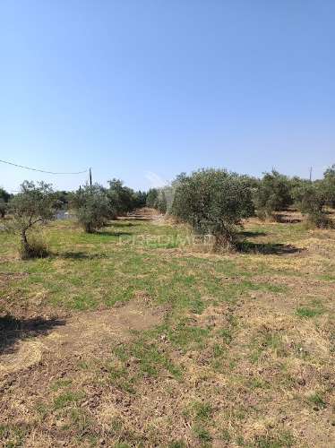 Terreno com olival tradicional – 11.250 m² | estrada da figueira, campo maior