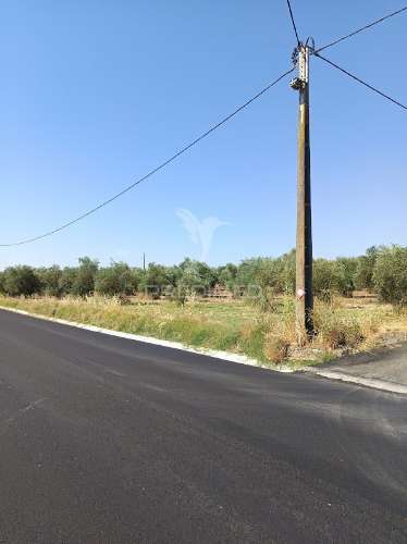 Terreno com olival tradicional – 11.250 m² | estrada da figueira, campo maior