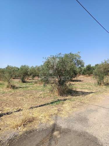 Terreno com olival tradicional – 11.250 m² | estrada da figueira, campo maior