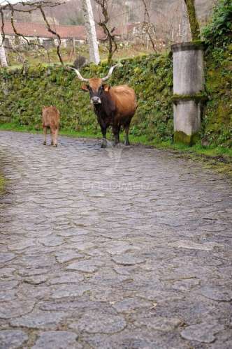 Moradia em pedra p/ restauro - parque nacional peneda-gerês
