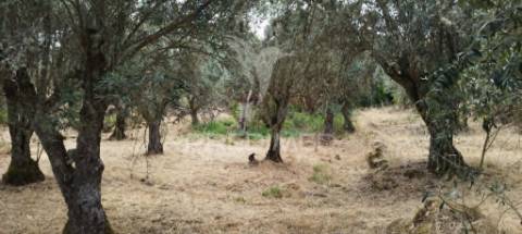 Quinta rural