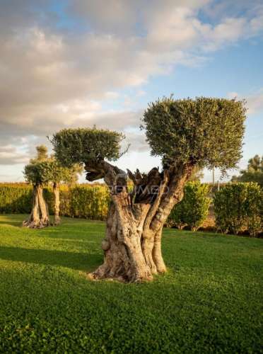 Beja - vidigueira  - um legado no coração do alentejo