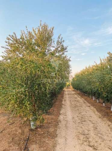 Beja - vidigueira  - um legado no coração do alentejo
