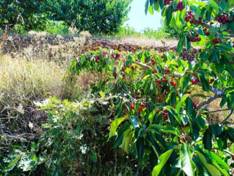 Terreno em alcongosta