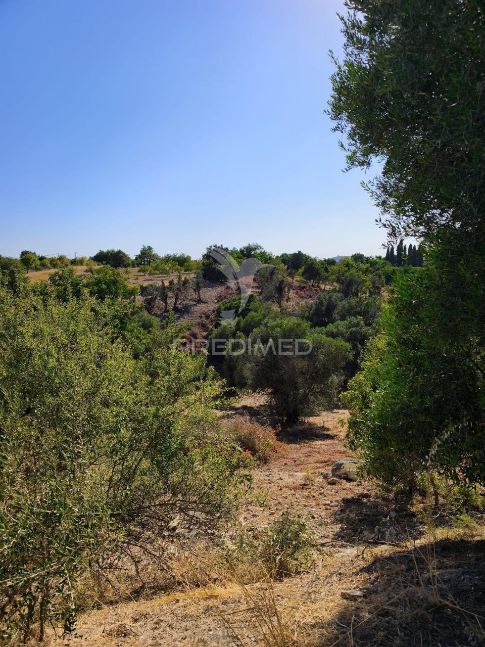 Albufeira-paderne - almeijoafrasterreno rustico 8160m2