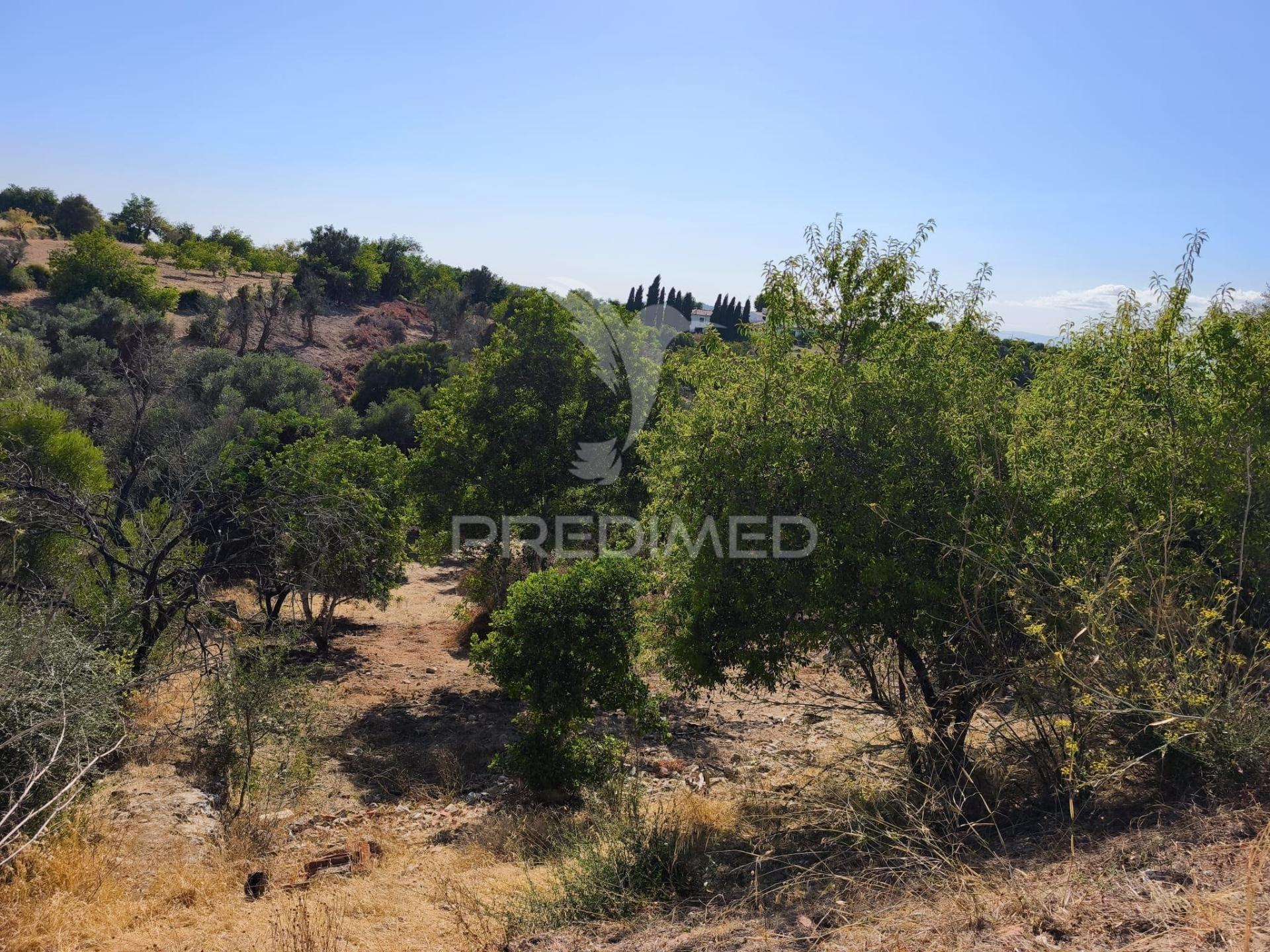 Albufeira-paderne - almeijoafrasterreno rustico 8160m2