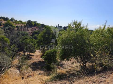 Albufeira-paderne - almeijoafrasterreno rustico 8160m2