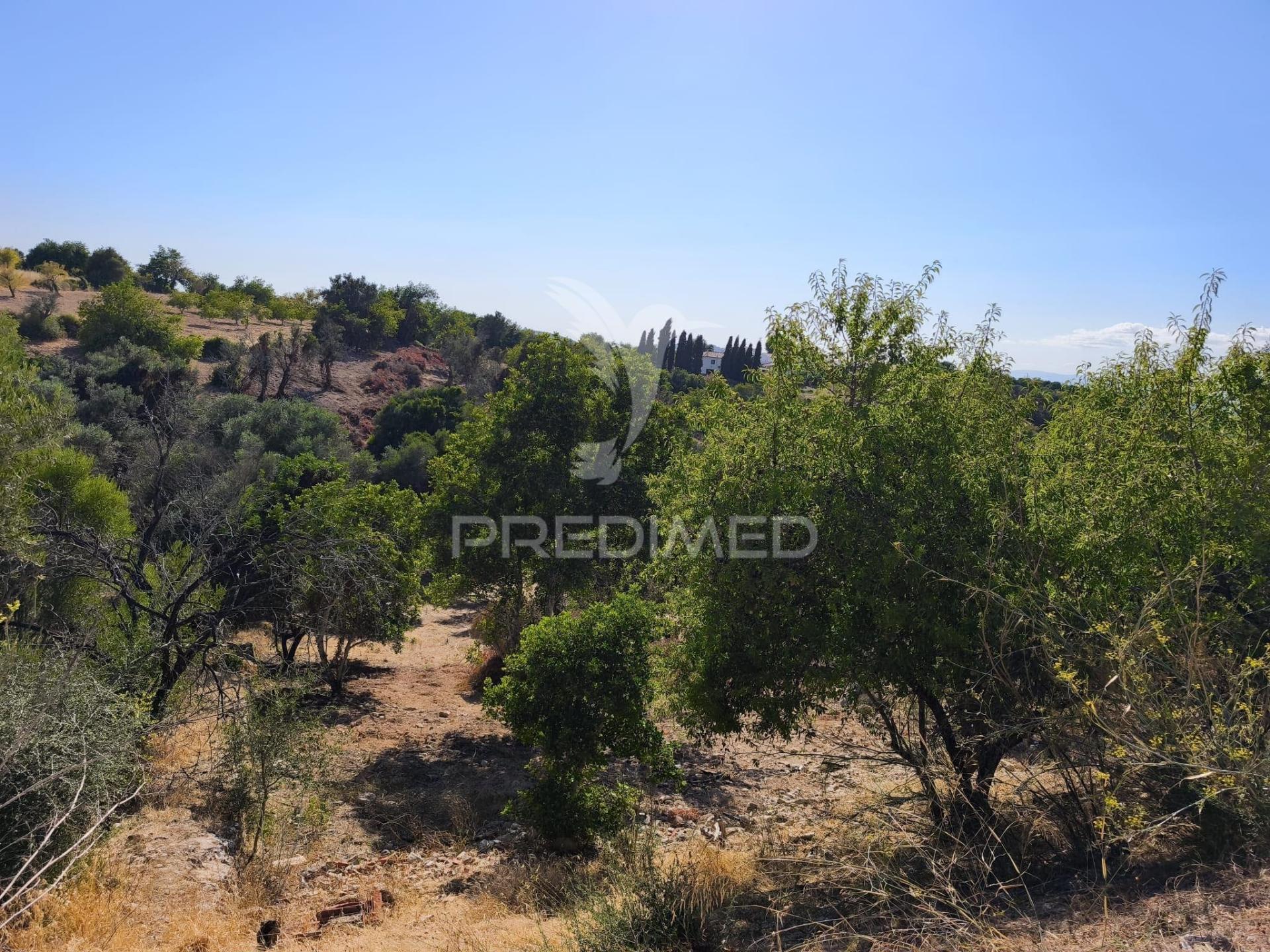 Albufeira-paderne - almeijoafrasterreno rustico 8160m2