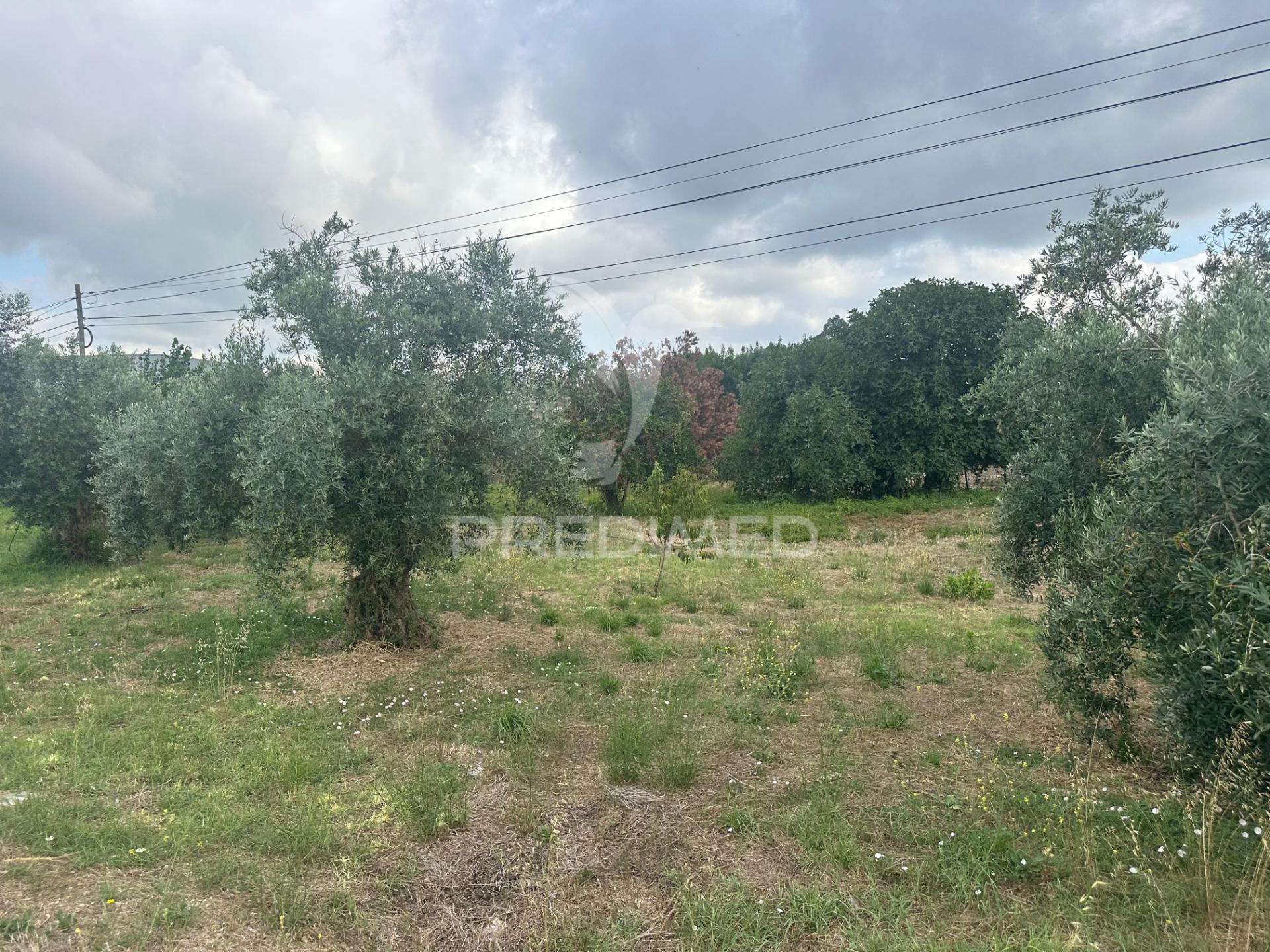 Terreno rustico