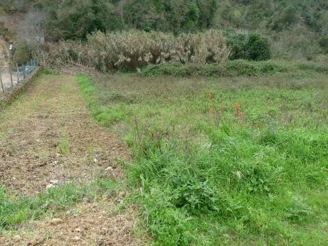 Terreno
