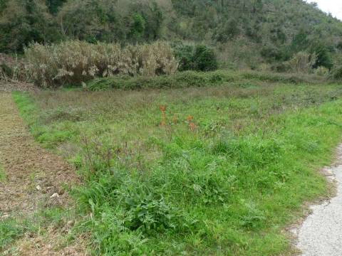 Terreno