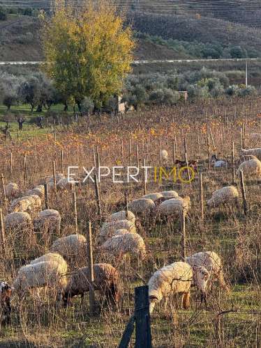 Moradia no Douro - Casa de Refúgio - Investimento - Pronta a Viver e Rentabilizar