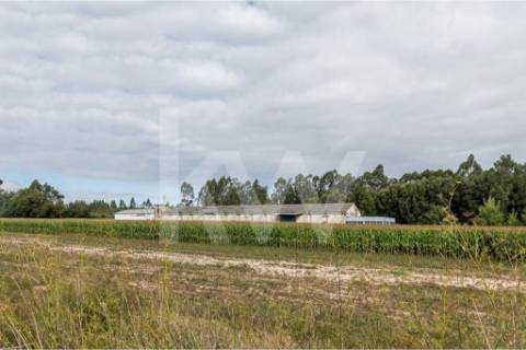 Complexo Industrial 34.750m² em Vagos | Potencial de Expansão e Logística Privilegiada