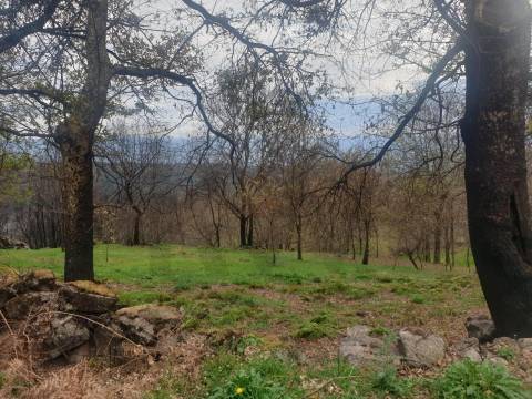 Propriedade na Aldeia de Asnela – Oportunidade Única para Turismo ou Agricultura.