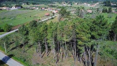  Dois Terrenos em Enxames – Fundão | 11.000m² com Ruína, Palheiro e Ribeira🏡