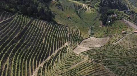 Quinta de Charme no Coração do Douro – Uma Oportunidade Única