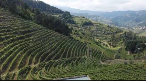 Quinta de Charme no Coração do Douro – Uma Oportunidade Única