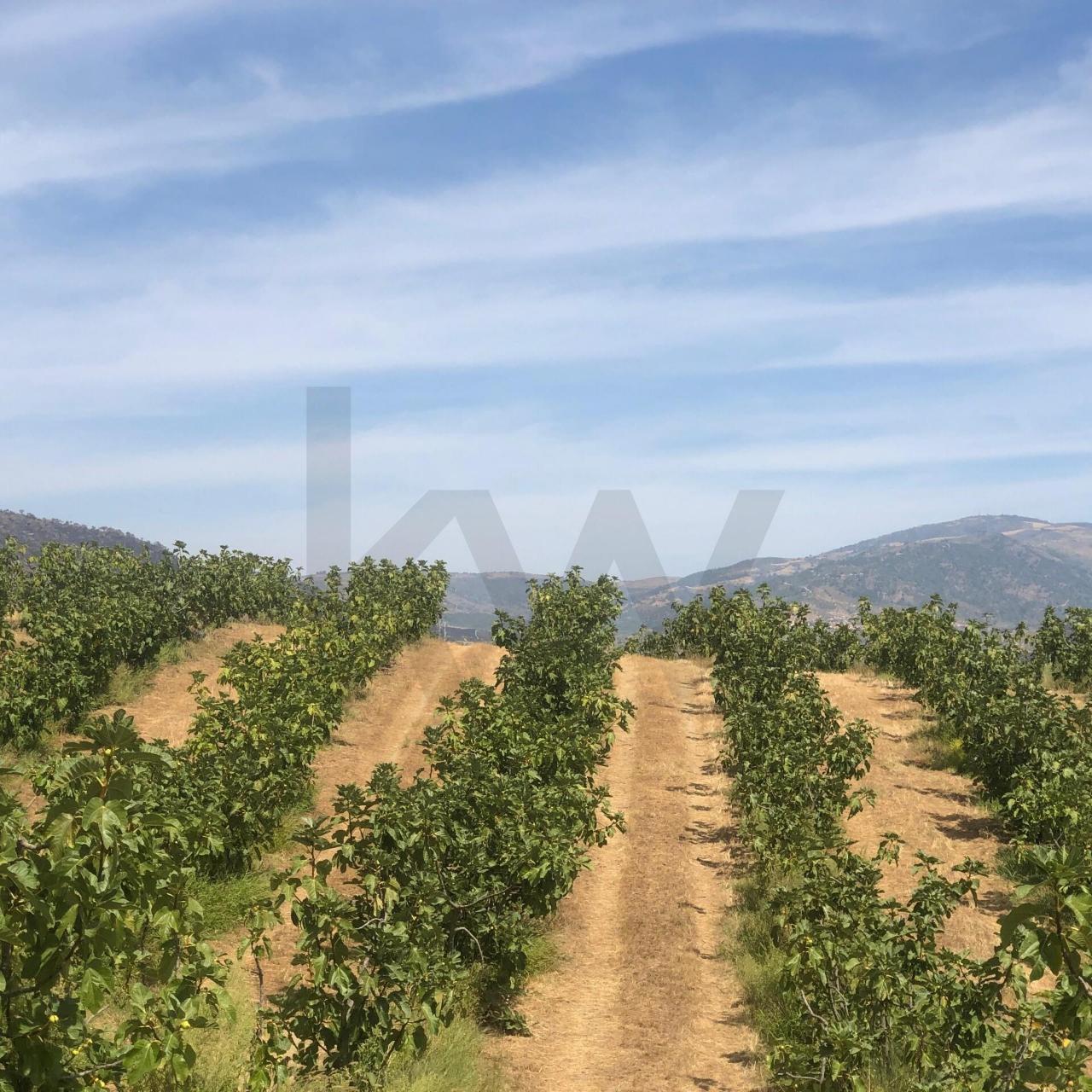 Quinta Agrícola em produção de Figos 