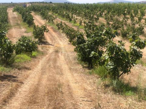 Quinta Agrícola em produção de Figos 