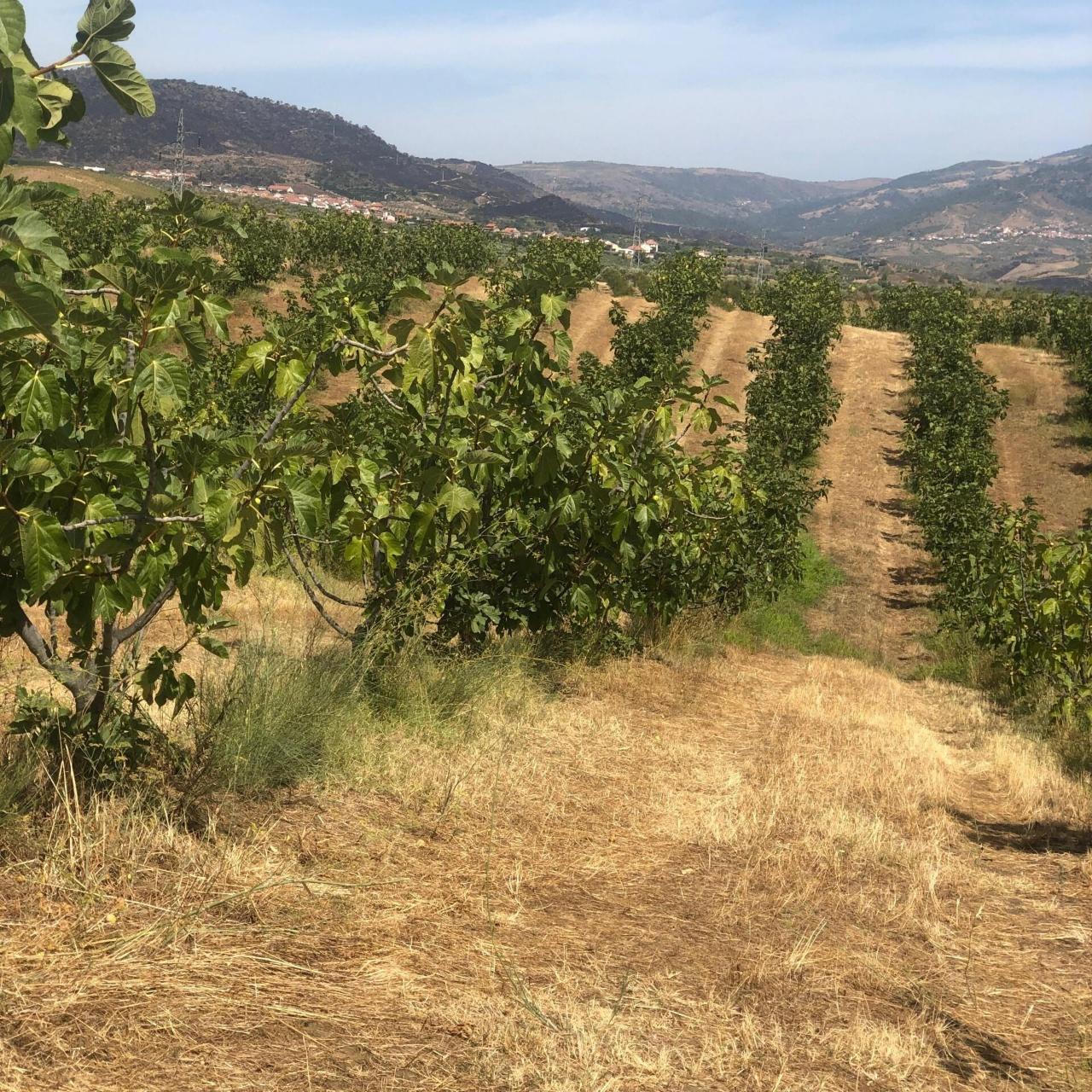 Quinta Agrícola em produção de Figos 