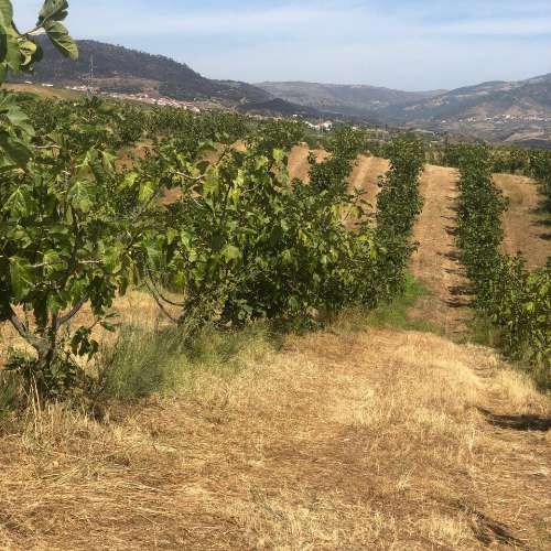 Quinta Agrícola em produção de Figos 