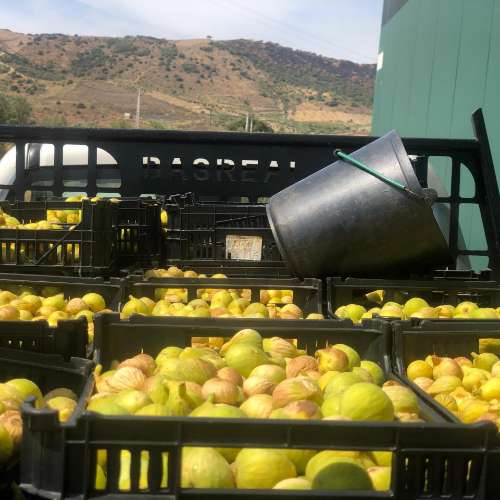 Quinta Agrícola em produção de Figos 