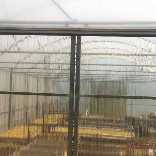 Quinta Agrícola em produção de Figos 
