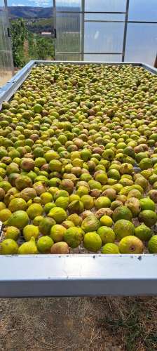 Quinta Agrícola em produção de Figos 