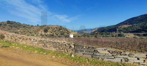 Quinta Vitivinícola de 5 Hectares  - Douro Superior