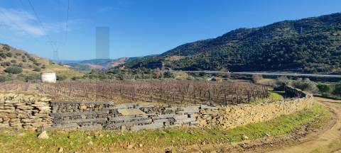 Quinta Vitivinícola de 5 Hectares  - Douro Superior