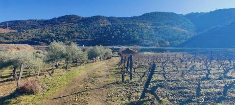 Quinta Vitivinícola de 5 Hectares  - Douro Superior