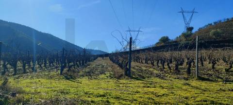 Quinta Vitivinícola de 5 Hectares  - Douro Superior