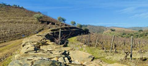 Quinta Vitivinícola de 5 Hectares  - Douro Superior