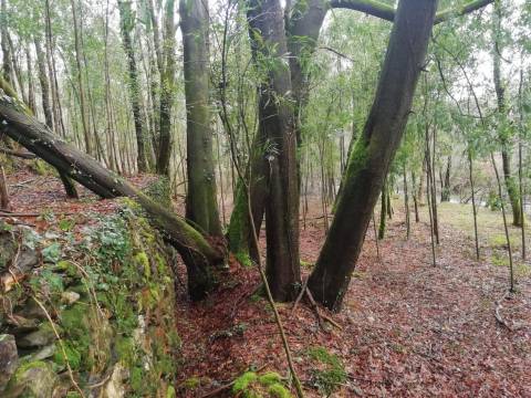 Investment Opportunity Vale do Âncora com Frente de Rio – Gondar e Orbacem, Caminha