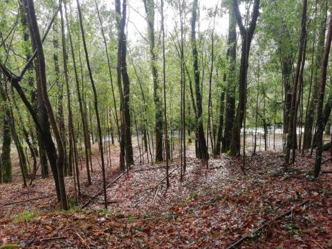 Investment Opportunity Vale do Âncora com Frente de Rio – Gondar e Orbacem, Caminha