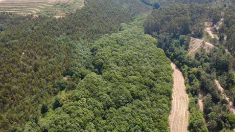 Propriedade mista com 53 hectares em Canedo, Santa Maria da Feira