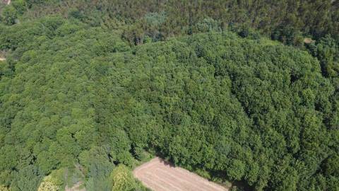 Propriedade mista com 53 hectares em Canedo, Santa Maria da Feira