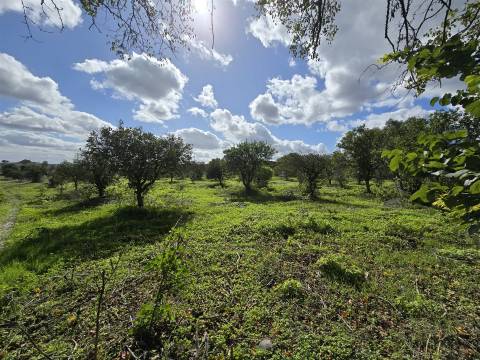 Propriedade única em Beja