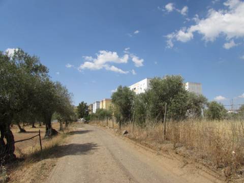 Terrenos para Construção e Rústicos